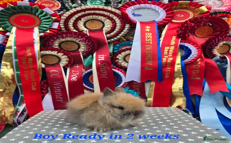 Lionhead rabbits - Advert 1