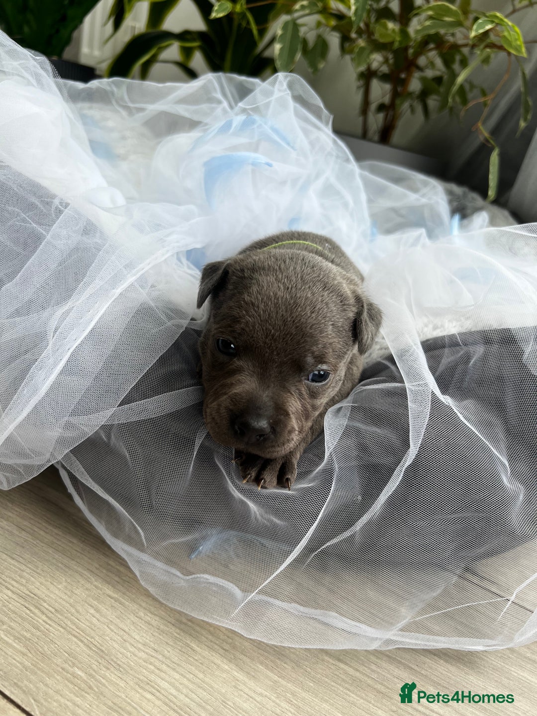 Staffordshire Bull Terrier dogs for sale: 🔷 Pharaon Champion Line Pups 🔷 in Wolverhampton - Image 20