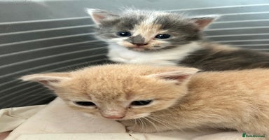 Mixed Breed cats - Advert 3