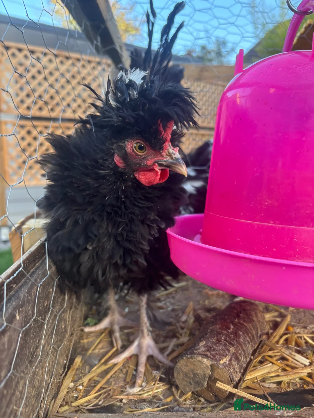 Chickens poultry for sale: 2 Polish Frizzle Bantams & 1 Mottled Java (assumed - Advert 1
