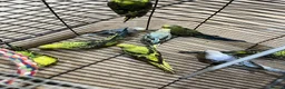 Budgerigars birds for sale: Budgies  - Advert 9