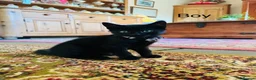 Mixed Breed cats for sale: *READY NOW* 3 Beautiful Black Kittens  - Advert 31