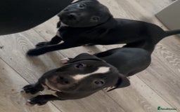 Staffordshire Bull Terrier dogs for sale: Original "old-time" black Staffy pups *rare* - Image 7