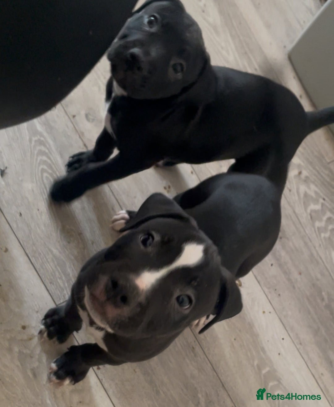 Staffordshire Bull Terrier dogs for sale: Original "old-time" black Staffy pups *rare* - Image 7