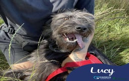 Mixed Breed dogs for adoption: Meet Lucy, currently residing in Cheshire  - Image 1