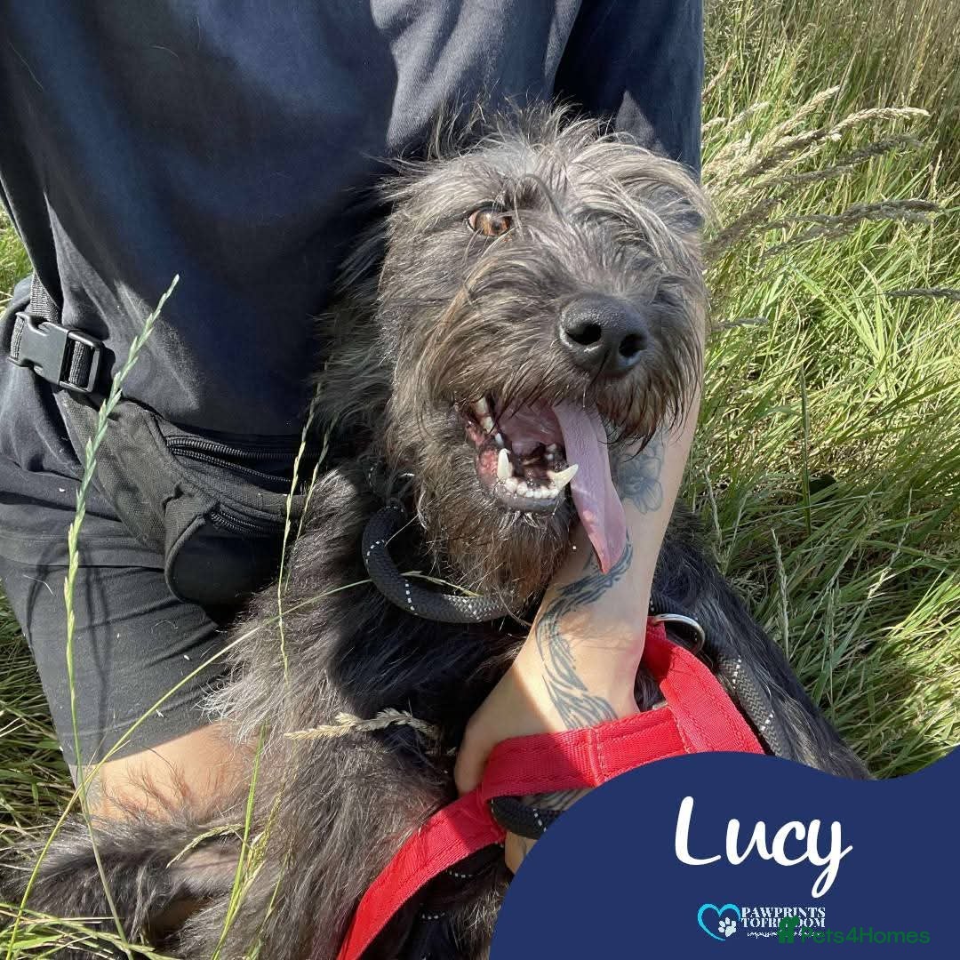 Mixed Breed dogs for adoption: Meet Lucy, currently residing in Cheshire  - Image 1