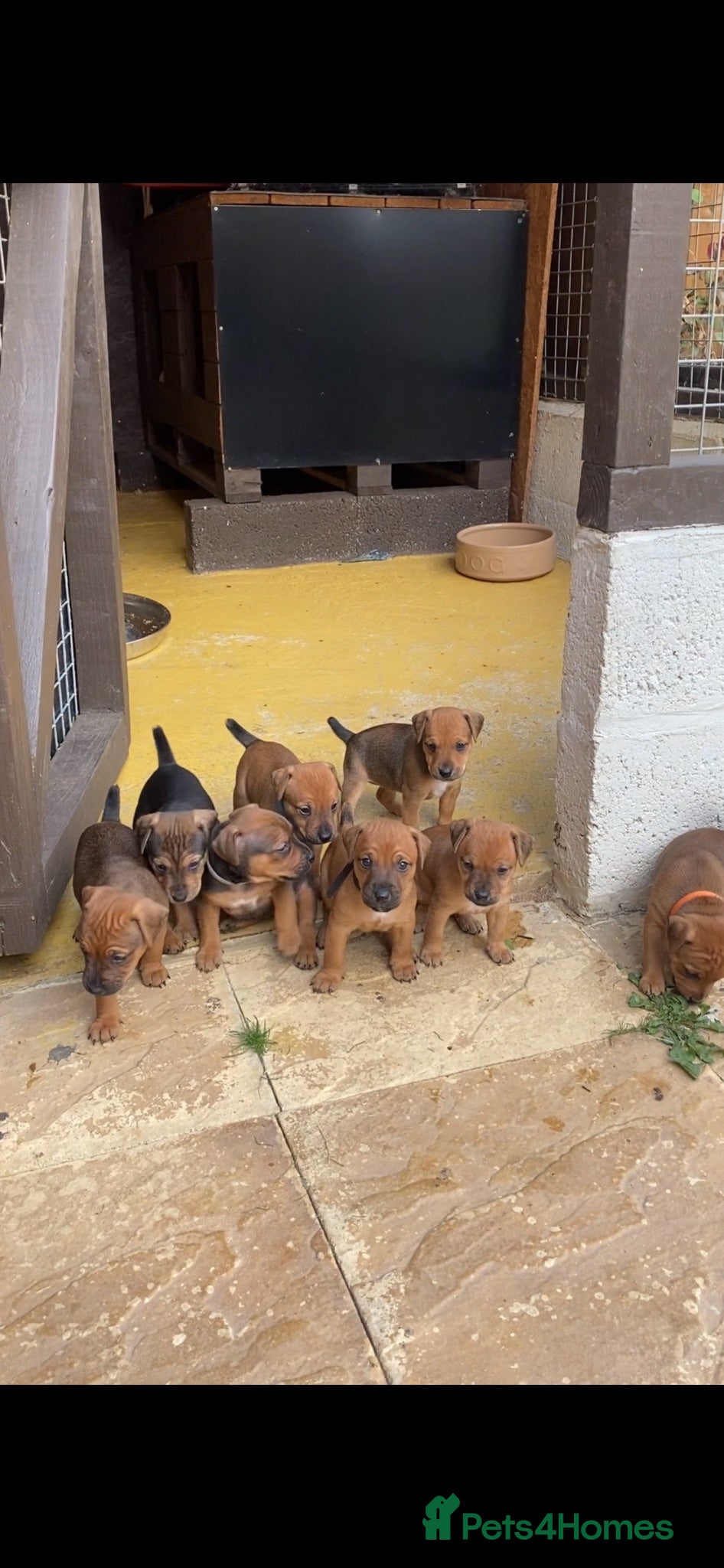 Mixed Breed dogs Patterdale x Plummer terrier pups - Advert 2