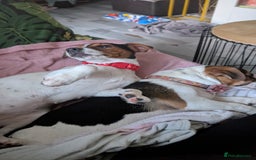 Mixed Breed dogs for sale: Beautiful 8 Month Looking for a Forever Home - Image 3