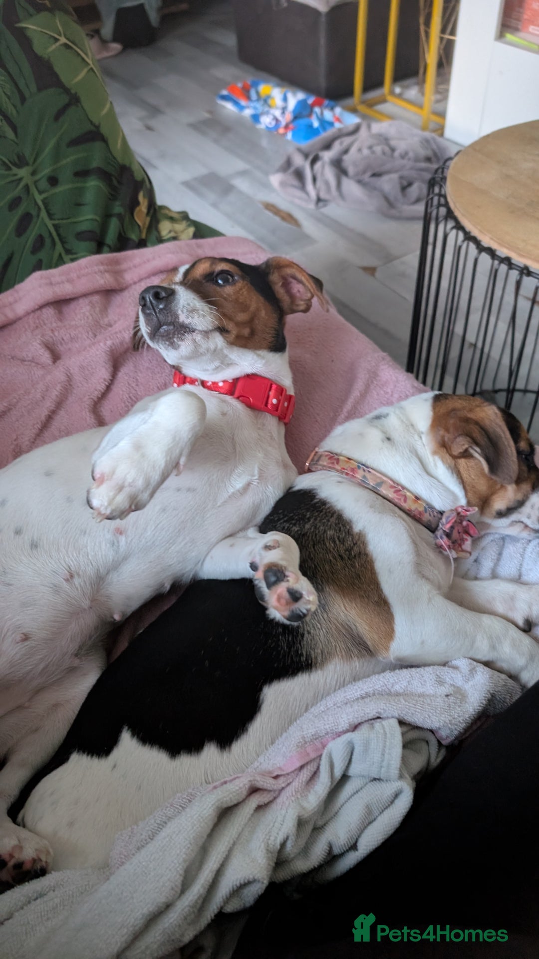 Mixed Breed dogs for sale: Beautiful 8 Month Looking for a Forever Home - Image 3