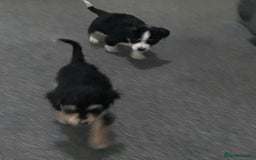 Mixed Breed dogs for sale: Two Jack Russell mixed breed puppies  - Image 8