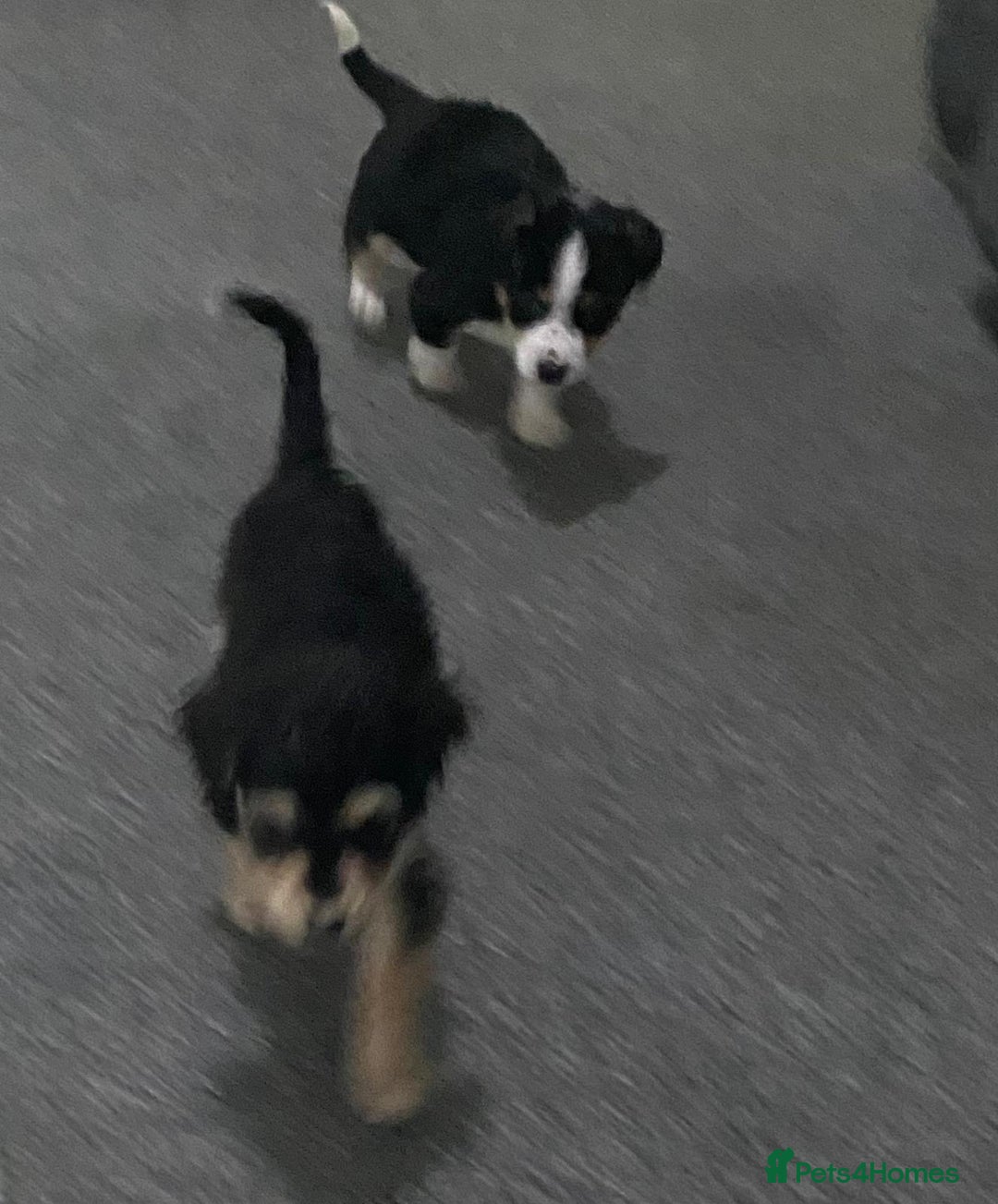 Mixed Breed dogs for sale: Two Jack Russell mixed breed puppies  - Image 8