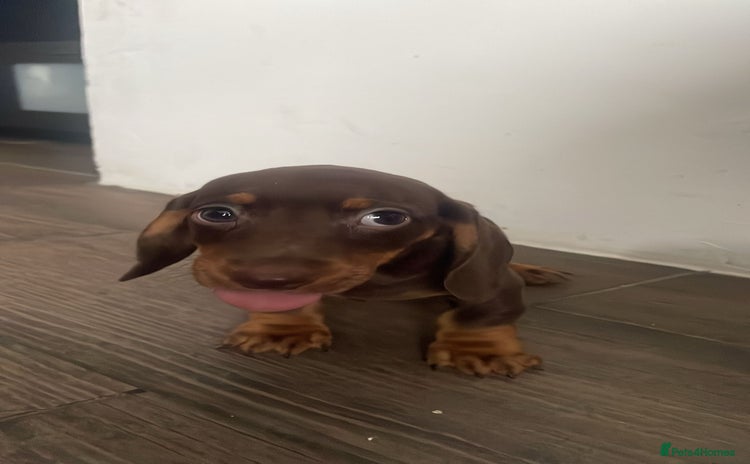 Miniature Dachshund dogs - Advert 11