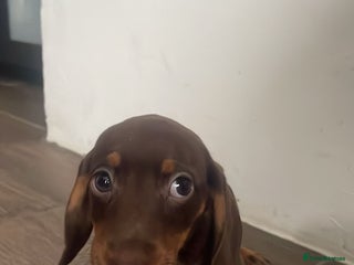 Miniature Dachshund dogs - Advert 35