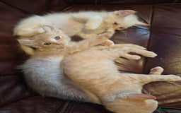 Mixed Breed cats for sale: Two ginger boys and one Flame point - Image 13