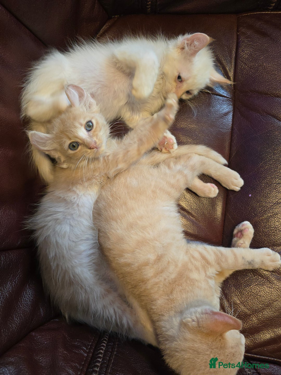 Mixed Breed cats for sale: Two ginger boys and one Flame point - Image 13