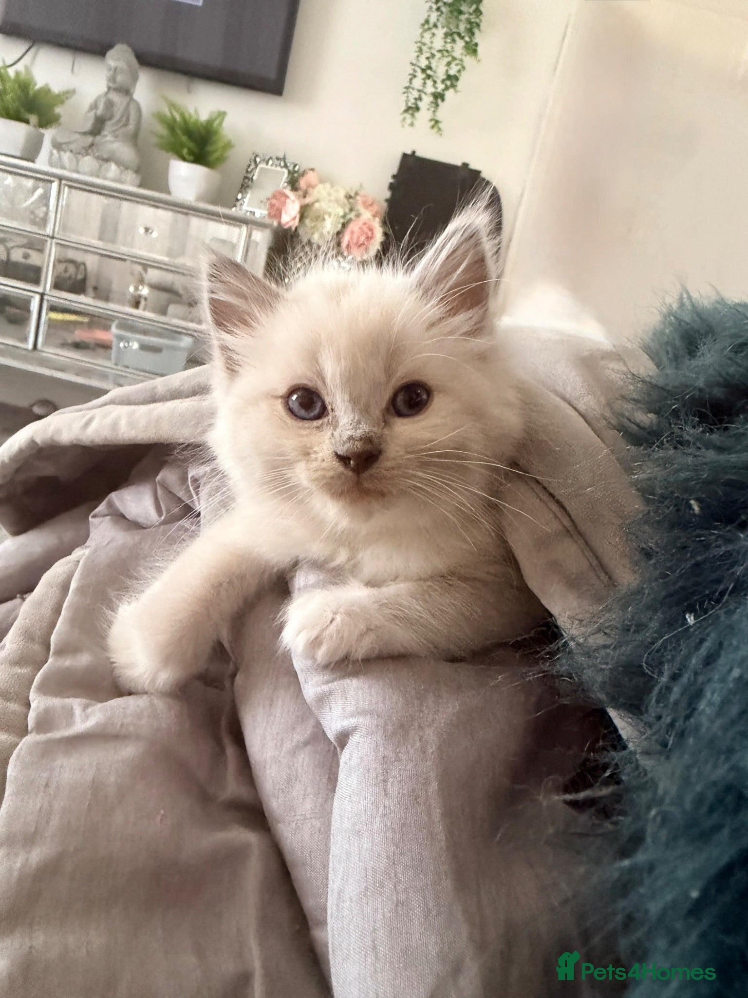 Ragdoll cats Purebred blue point ragdolls - Advert 14