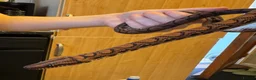 Boa Snake reptiles for sale: Juvenile male Brazillian Rainbow Boa in Oakham - Advert 2