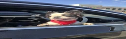 French Bulldog dogs for sale: Fluffy French Bulldog in London - Advert 2