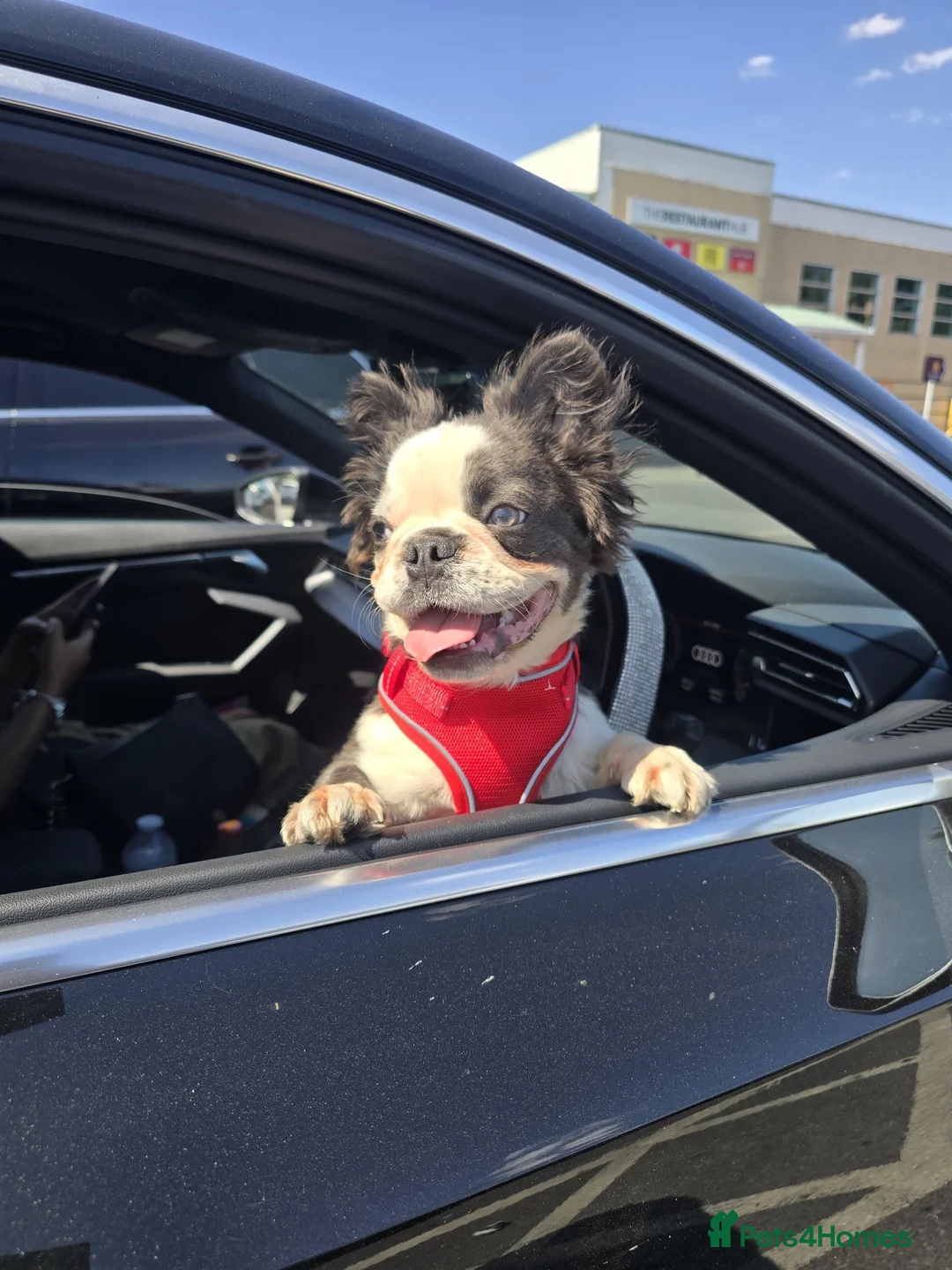 French Bulldog dogs for sale: Fluffy French Bulldog in London - Advert 2