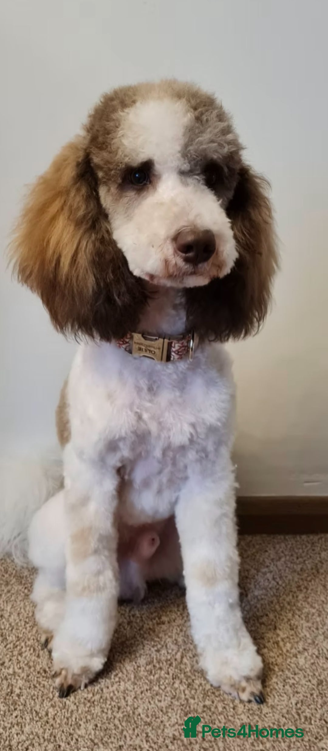 Cavapoo dogs for sale: ✨🌈 Rare Chocolate & Multicoloured Curly Cavapoos - Image 15