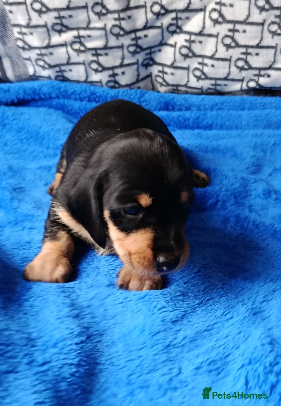 Dachshund dogs for sale: MINI WIRE DAXI KC REG LAFORA CLEAR - Advert 4