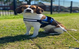 Beagle dogs for stud: Beagle for stud - Image 11