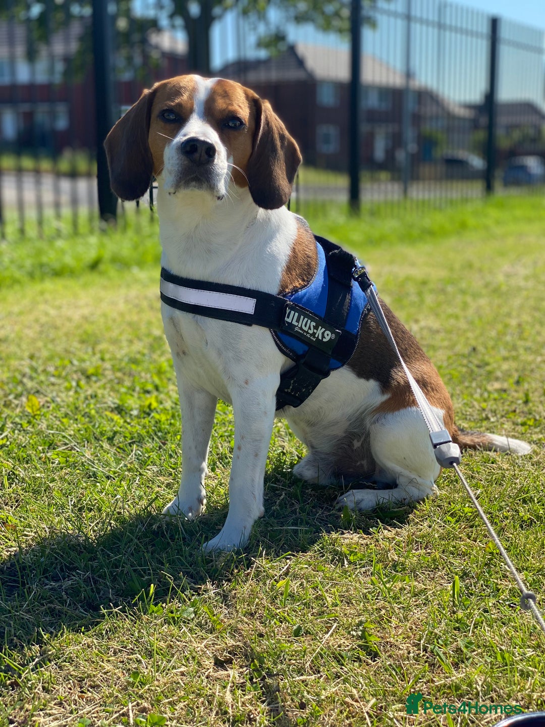 Beagle dogs for stud: Beagle for stud - Image 11