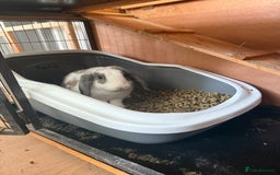 French Lop rabbits for sale: Super Lop Girl ! 🐰 - Advert 1