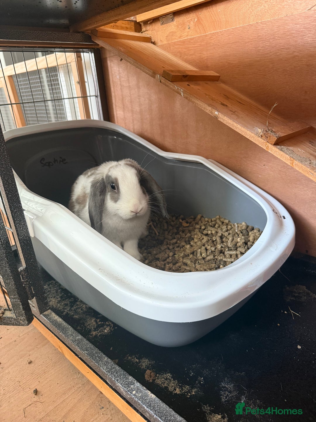 French Lop rabbits for sale: Super Lop Girl ! 🐰 - Advert 1