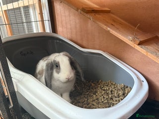 French Lop rabbits Super Lop Girl ! 🐰 - Advert 3