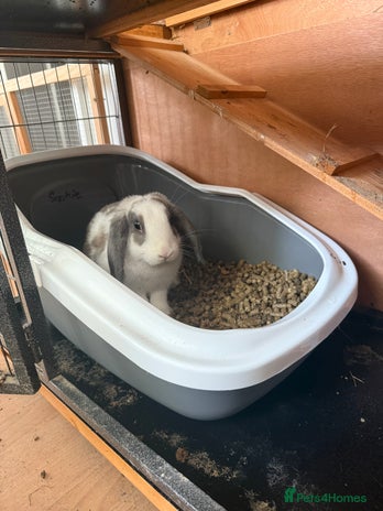 French Lop rabbits Super Lop Girl ! 🐰 - Advert 1