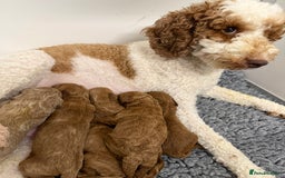 Mini Goldendoodle dogs for sale: Stunning Goldendoodle Puppies  - Image 1