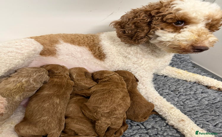 Mini Goldendoodle dogs - Advert 1