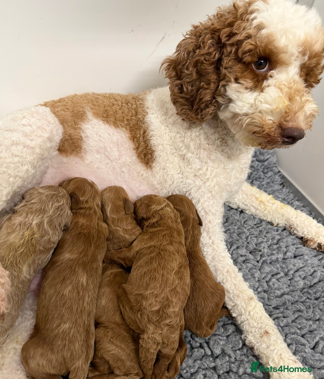 Mini Goldendoodle dogs for sale: Stunning Goldendoodle Puppies  - Image 1