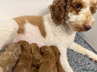 Mini Goldendoodle dogs - Advert 2