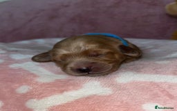 Cockapoo dogs for sale: 🌸3 gorgeous Chunky Cockapoos 🌸 - Image 18