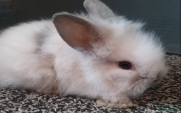 Mixed Breed rabbits for sale: Lion head mini lops 😍 in Sheffield - Image 5