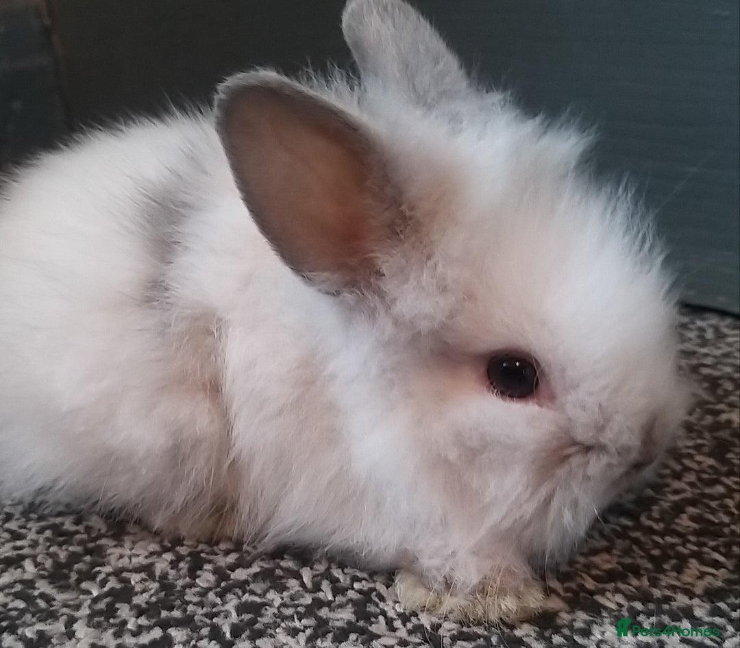 Mixed Breed rabbits for sale: Lion head mini lops 😍 in Sheffield - Image 5