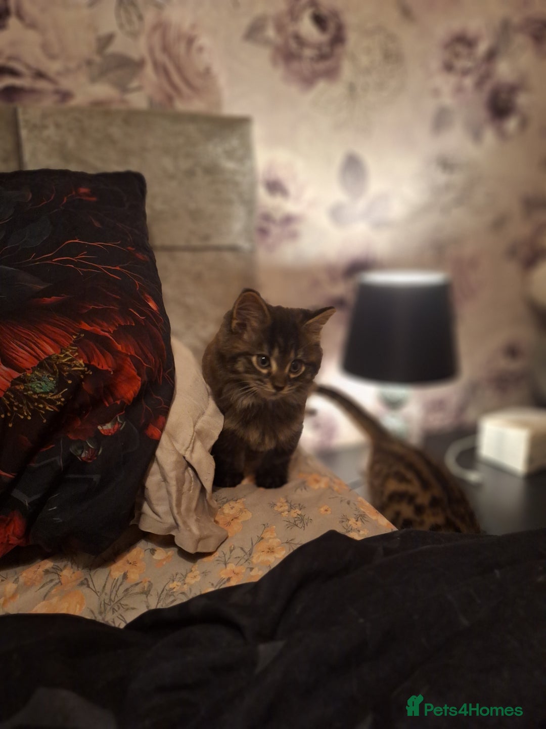 Maine Coon cats for sale: Maincoon bengal Cross kittens - Advert 5