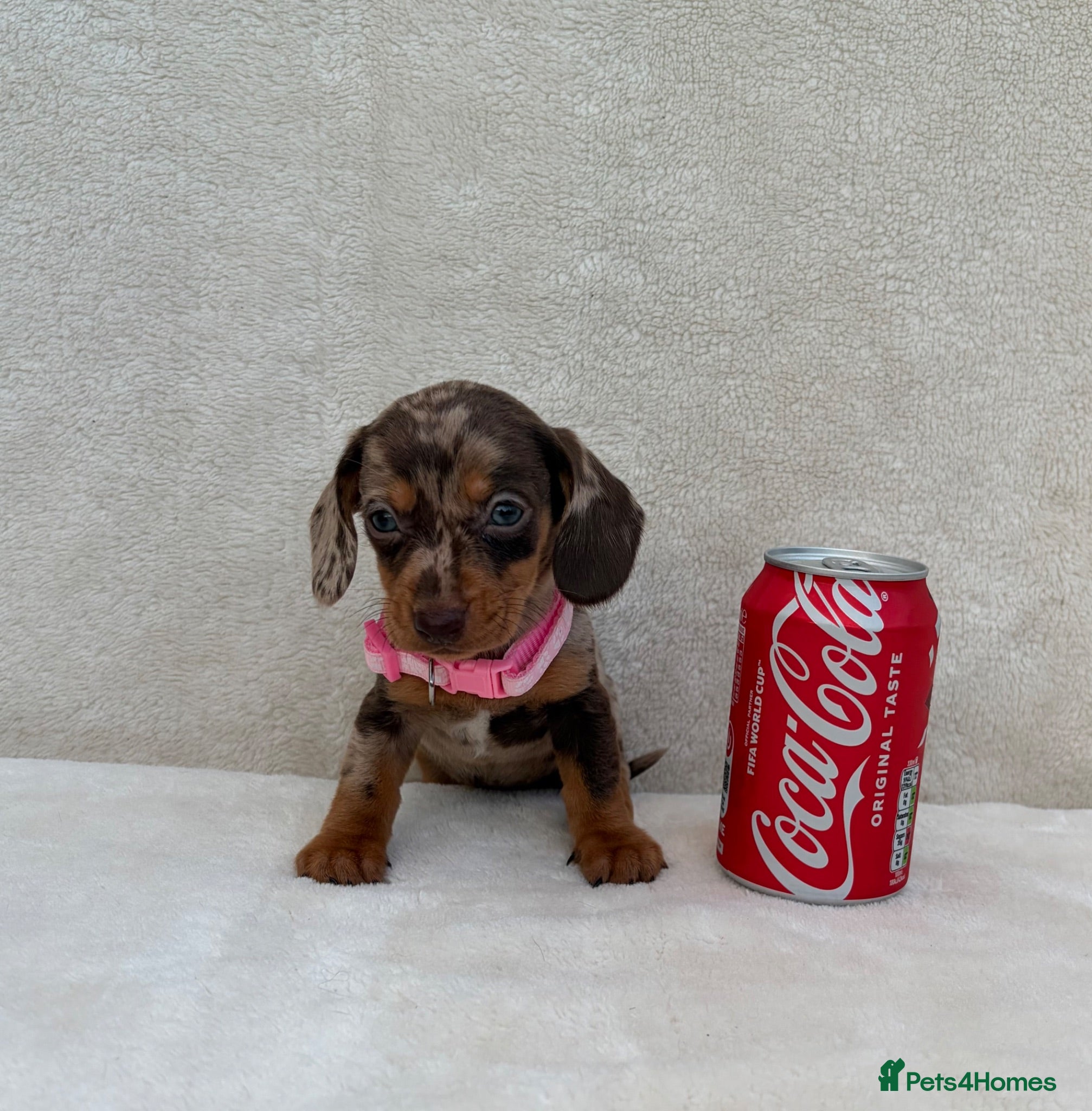 Miniature Dachshund dogs Dachshund puppies 3 boys 3 girls KC registered - Advert 1