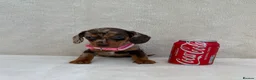 Miniature Dachshund dogs for sale: Dachshund puppies 3 boys 3 girls KC registered - Advert 23