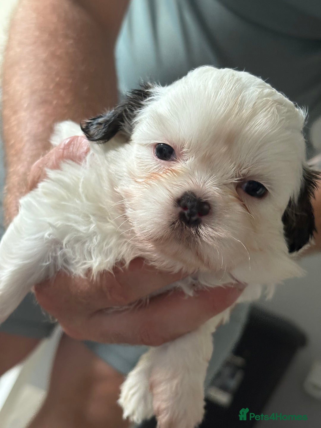 Shih Tzu dogs for sale: 4 Shih tzu girls  - Image 16