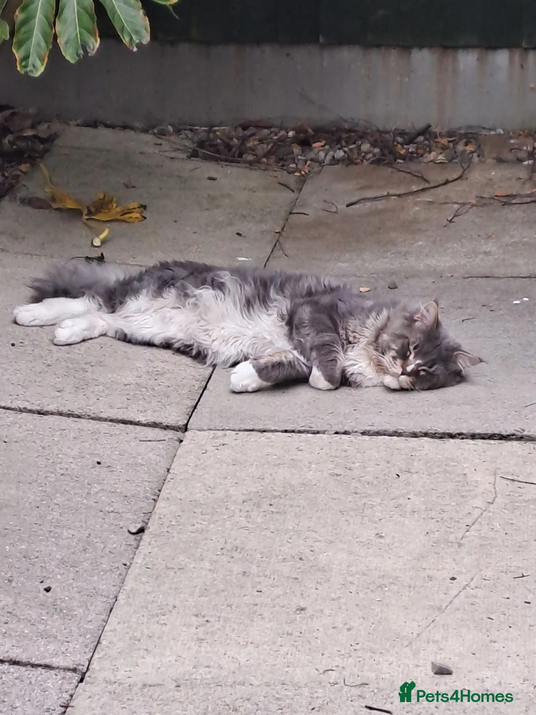 Maine Coon cats for sale: Looking for Rescue ideally please read fully - Advert 2