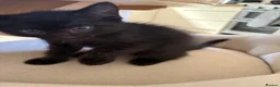 Ragdoll cats for sale: Ragdoll x Russian Blue Kittens - Advert 7
