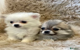 Pomeranian dogs for sale: Adorable Pomeranian puppies  - Image 6