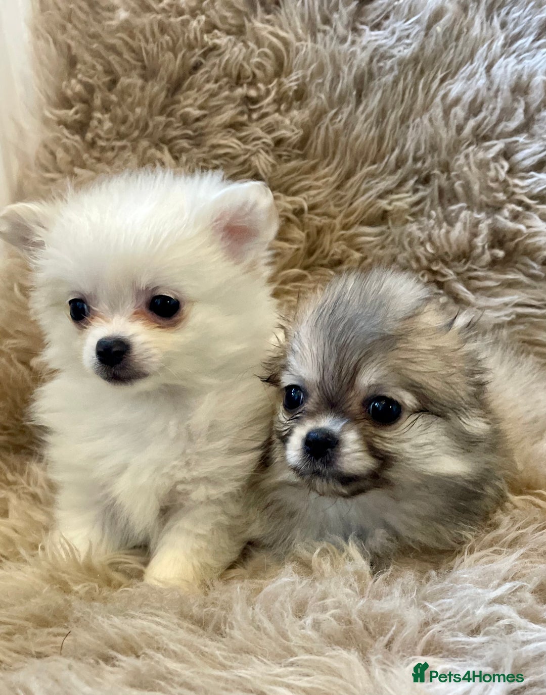 Pomeranian dogs for sale: Adorable Pomeranian puppies  - Image 6