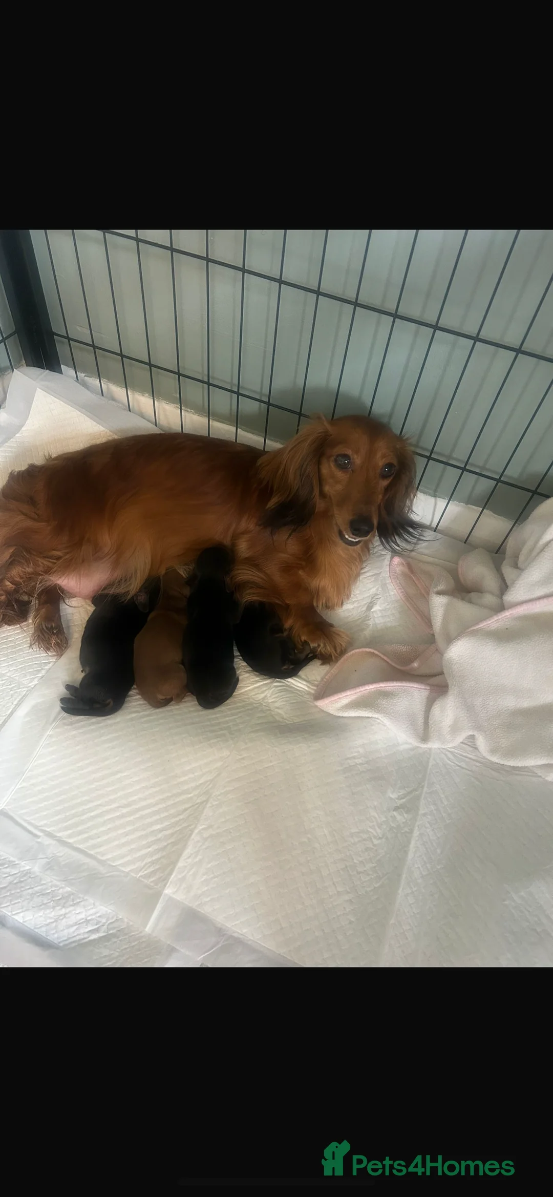 Miniature Dachshund dogs for sale: KC registered long haired miniature dachshund  - Advert 5