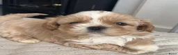 Shih Tzu dogs for sale: Stunning imperial shih tzu puppies  - Advert 13