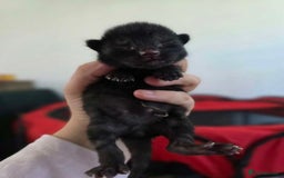 Mixed Breed cats for sale: 1 ginger male and 1 black male - Image 9