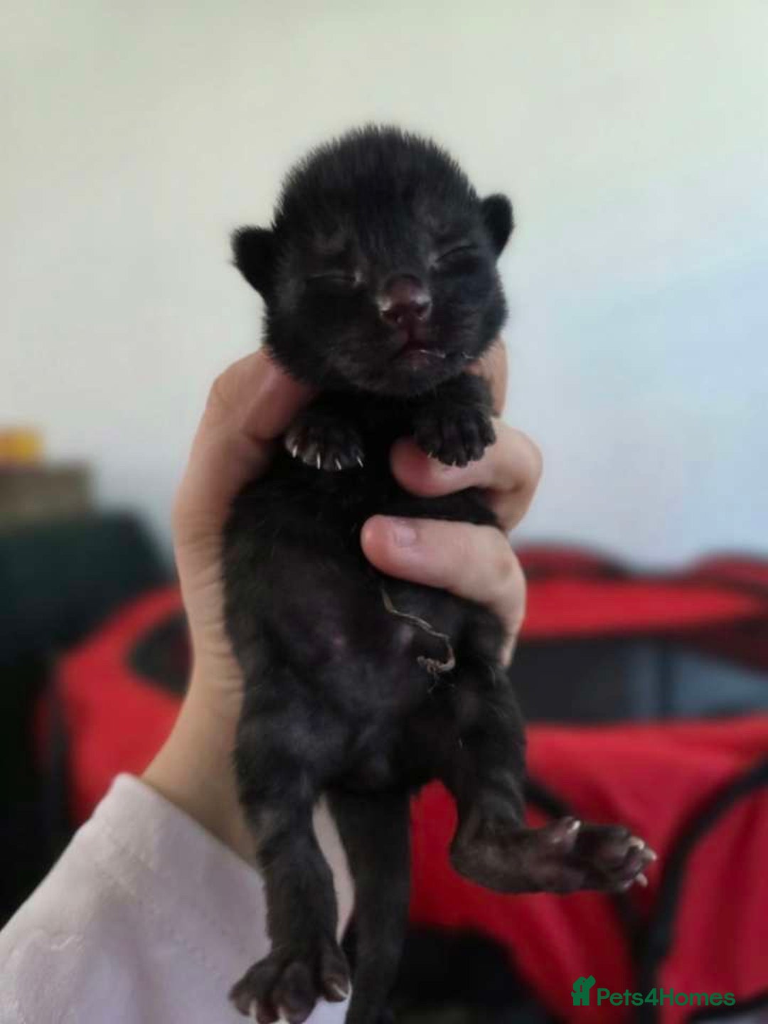 Mixed Breed cats for sale: 1 ginger male and 1 black male - Image 9